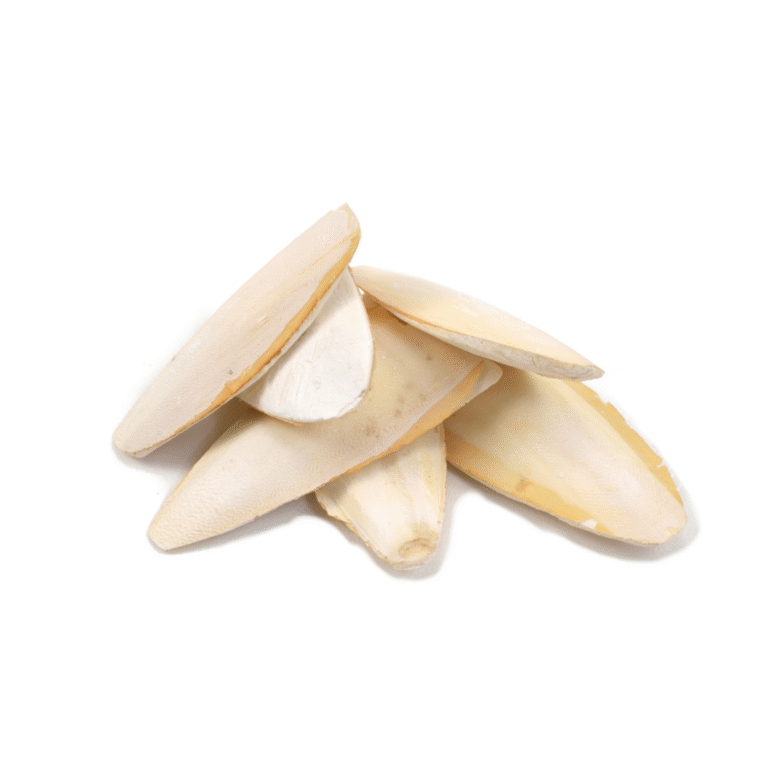 Local Cuttle Fish Bone 100 gm