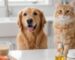 Pet Nutrition and Health