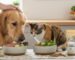 Pet Meal Tips