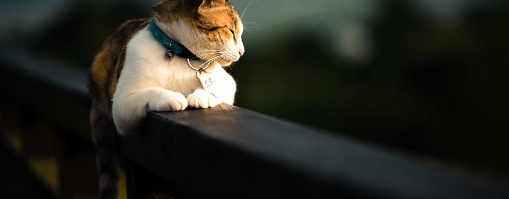 A beautiful domestic cat laying on a fence